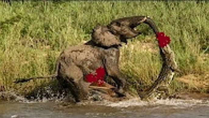 Elephant vs Crocodile vs Buffalo vs Hyena - Crocodile Attacks Elephant - Wild Animal Attacks #27