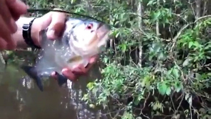 Regardez la puissance de ce piranha et sa machoire