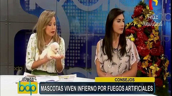 Fiestas por fin de año: ¿cómo evitar que las mascotas sufran con los pirotécnicos?