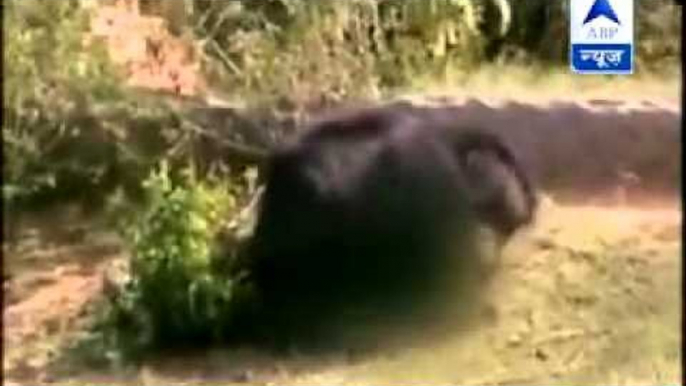 Horrifying video l Bear mauls forest guard to death