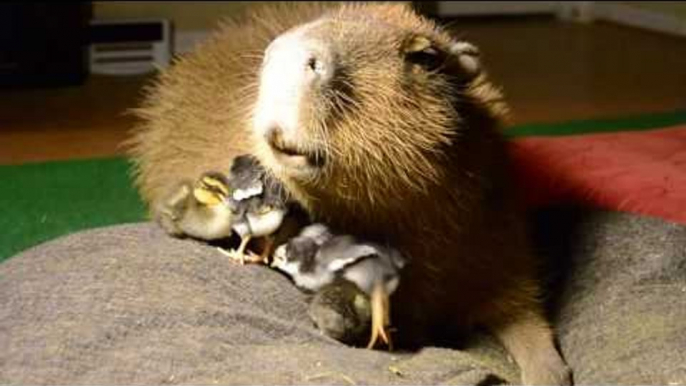 Caring Capybara Minds Some Cute Chicks