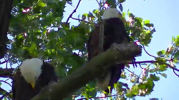 Stunning American Eagle: The Upper Mississippi River Valley