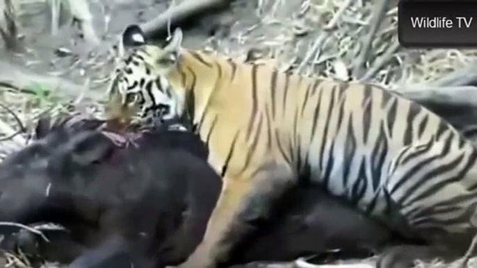 Best Wild Animals Fights 2014 Tiger Cub Attacks Huge Wild Boar Animals Fighting by Animal Fights