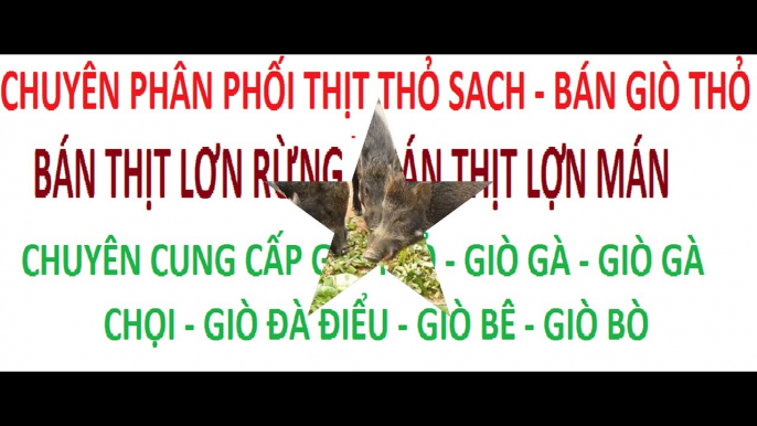 bán gà đông tảo - chuyên bán gà đông tảo - bán lợn rừng - bán lợn mán - bán thịt thỏ, thịt thỏ sach (4)