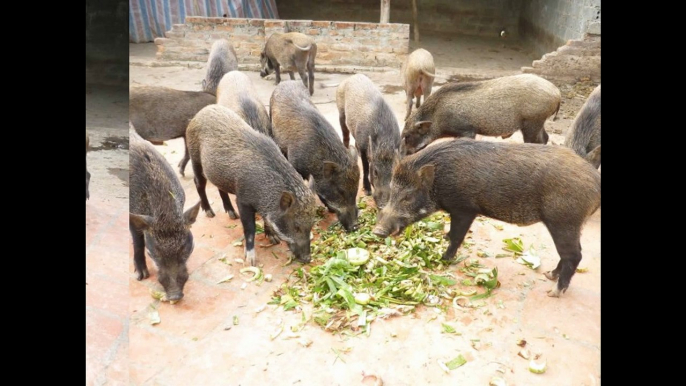 bán gà đông tảo , chuyên bán gà đông tảo , bán gà đông tảo tại hà nội , bán gà đông tảo , phân phối gà đông tảo , cung c