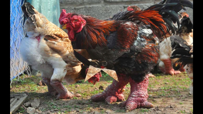 bán gà đông tảo , chuyên bán gà đông tảo , bán gà đông tảo tại hà nội , bán gà đông tảo , phân phối gà đông tảo ,