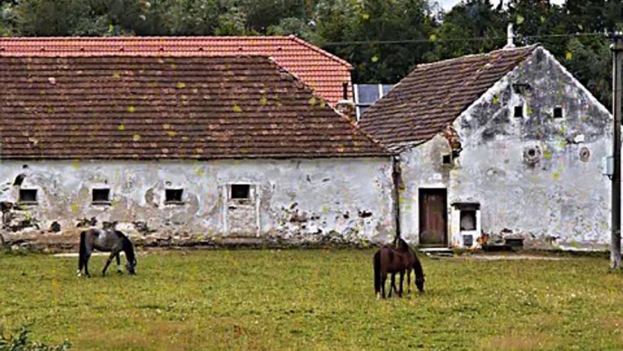 Nella Vecchia Fattoria - Canzone Originale in INGLESE - Old MacDonald had a farm