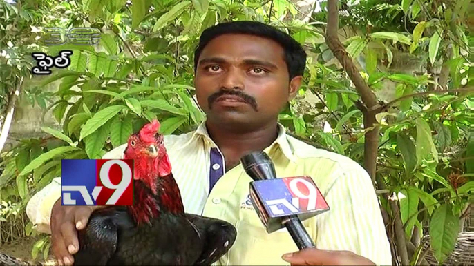Sankranthi Bird Fights - Law Vs Tradition - 30 Minutes - TV9