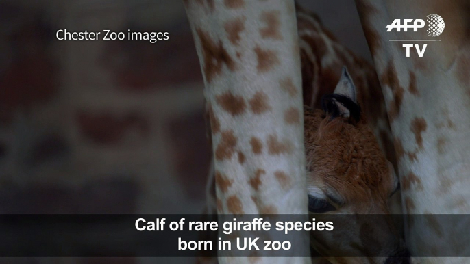 Calf of rare giraffe species born in UK zoo