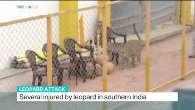 Several injured by leopard in southern India