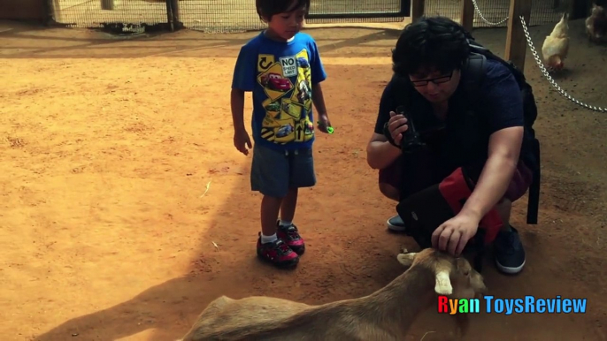 ANIMALS POOPING AT THE ZOO Kid at the ZOO Funny Family Fun Trip to Petting Farm Animals for Children