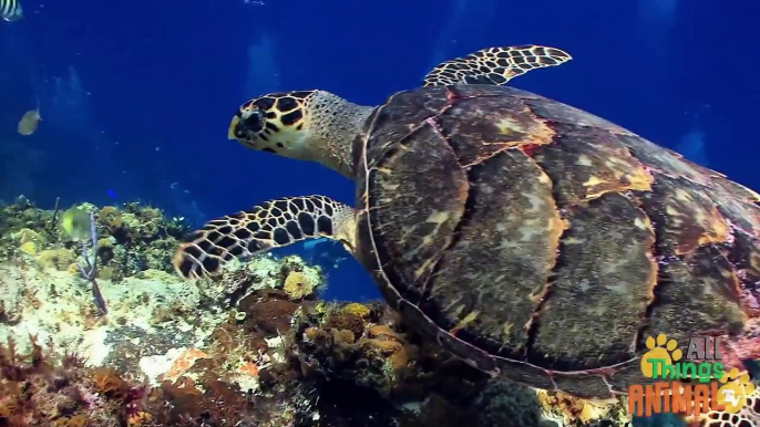 SEA TURTLES. Animals for children. Kids videos. Kindergarten   Preschool learning