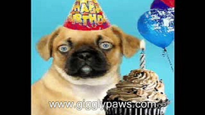 Pug Sings Happy Birthday - Hilariously Funny Dog Video Ecard