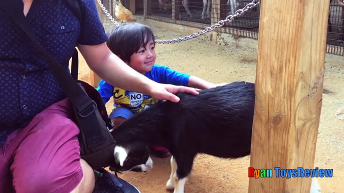 ANIMALS POOPING AT THE ZOO Kid at the ZOO Funny Family Fun Trip to Petting Farm Animals for Children