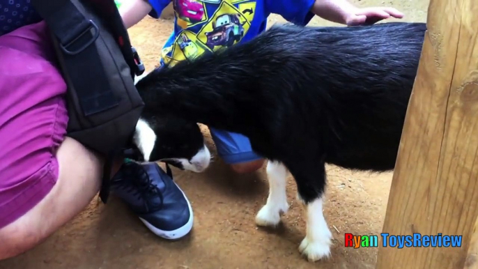 ANIMALS POOPING AT THE ZOO Kid at the ZOO Funny Family Fun Trip to Petting Farm Animals for Chi