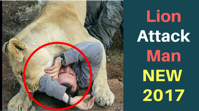 SHOCKED VIDEO Lion Attack On Man - NEW Latest 2017 Must Watch