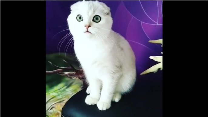 Cat makes ridiculously weird facial expressions