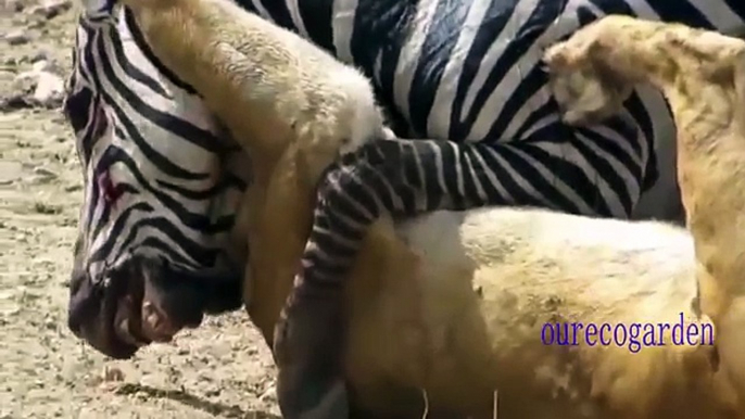 Animals Attacks On Lion Buffalo vs Lion vs zebra Animal attack Prey Fight back