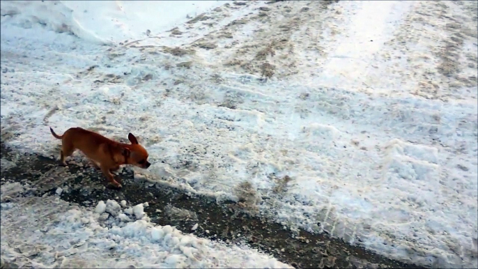 Lui il a besoin de bottes pour l'hiver... Froid aux pattes