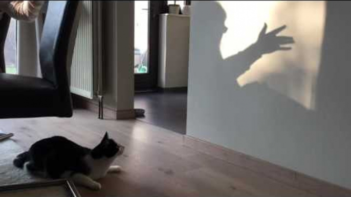 Cat Tries Chasing Shadows on a Wall