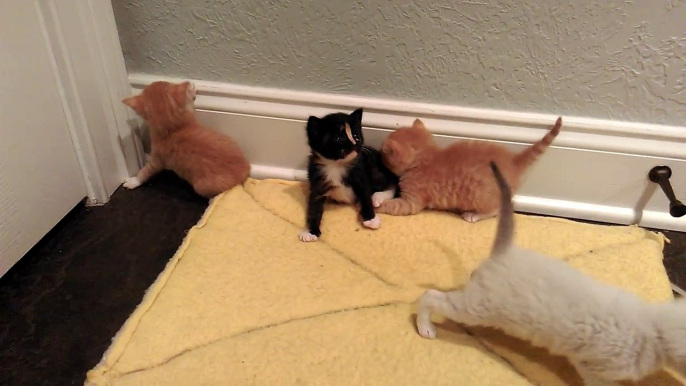 Introducing the Planeteers! Adorable Furkids foster kittens.-spU5c8Dm8Ms