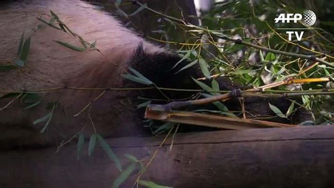 Get a room! Tokyo zoo's bashful pandas try for a baby