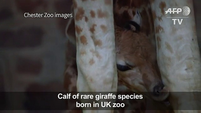 Calf of rare giraffe species born in UK zoo