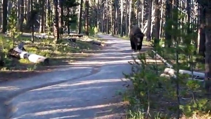 How to be quiet around a Bison