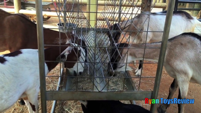 ANIMALS POOPING AT THE ZOO Kid at the ZOO Funny Family Fun Trip to Petting Farm Animals