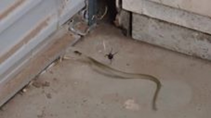 Snake Caught in Web Battles Redback Spider