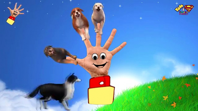 The Finger Family 3D DOG - 3D Animals Collection Rhymes - Animation Nursery Rhymes