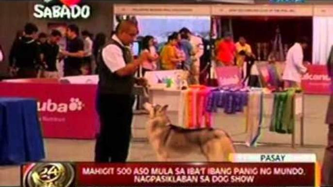 24oras: Mahigit 500 aso mula sa   iba't ibang panig ng mundo,   nagpasiklaban sa dog show