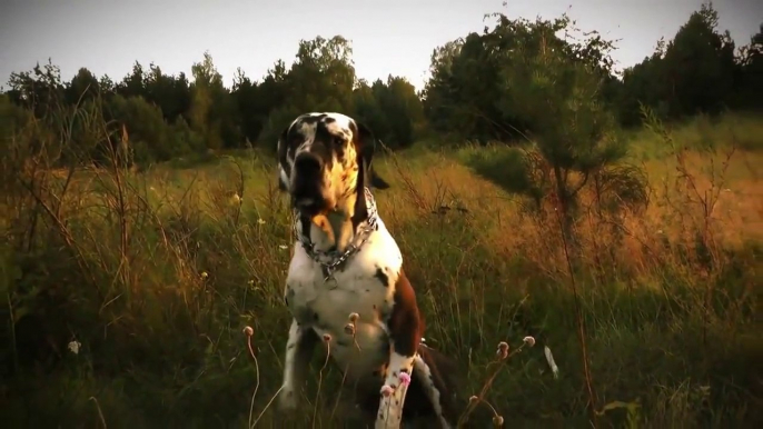 Great Dane Dog, Old Eglish Sheepdog and Rottweiler Dog