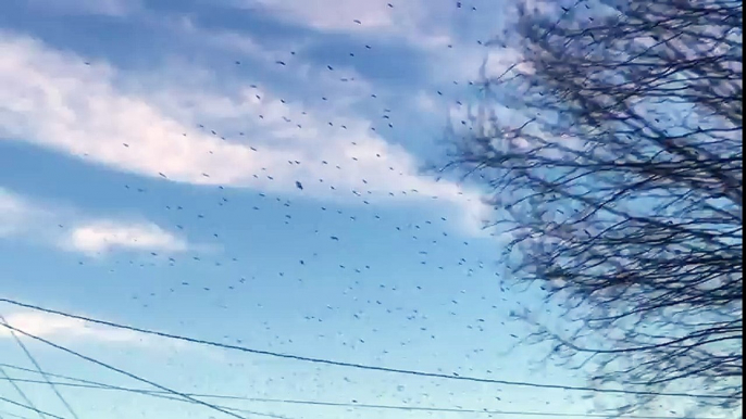 Massive murder of crows captured on camera