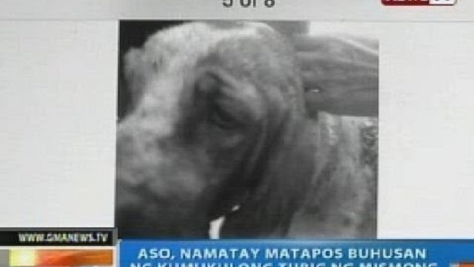 NTG: Aso, namatay matapos buhusan ng kumukulong tubig ng mismong lola ng amo nito