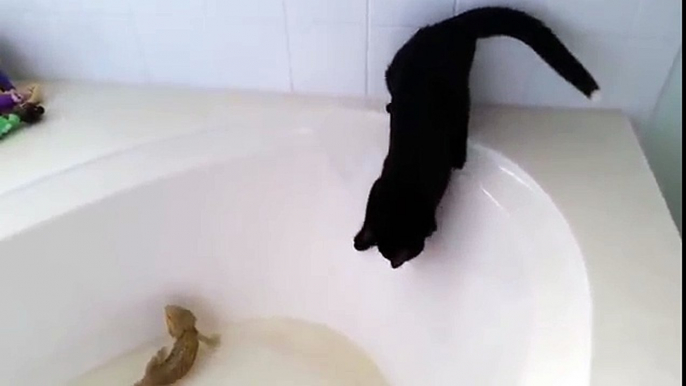 Un chat trop curieux inspecte une baignoire