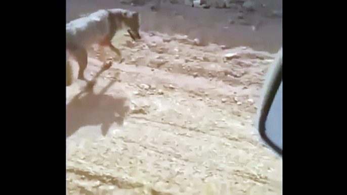 WATCH  A man gives water to thirsty desert wolf