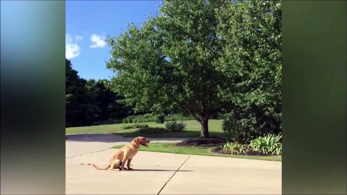 Son chien marque des paniers et fait des trickshots en basket-ball!