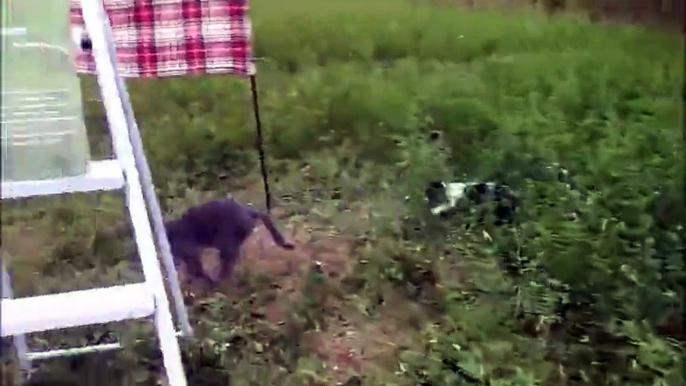 Un chien et un chat font un cache-cache dans les herbes hautes !