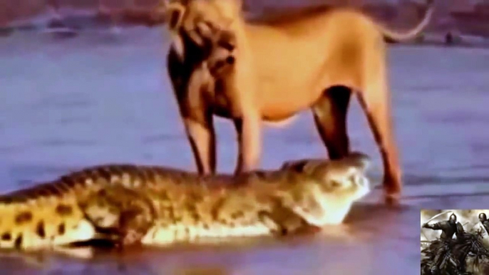 Best Documentary Films Animals Attacks Lion - Wild Animal Killed Lion