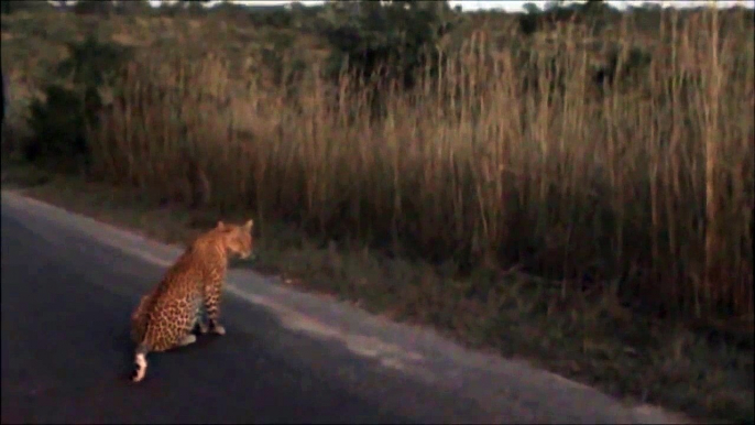 2 Leopards Together - 27 April 2012 - Kruger Sightings - Latest Sightings Pty Ltd