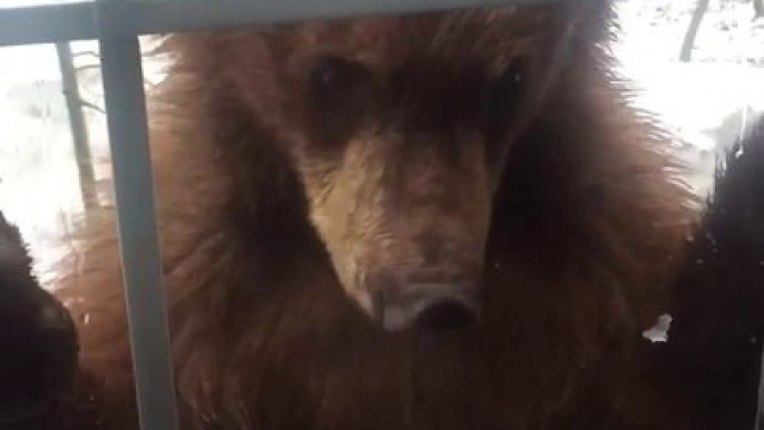 Des ours très curieux pointent leur nez à la fenetre! Adorable