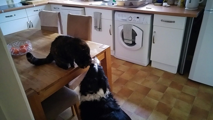 Playful kitty entertains overly-excited dog