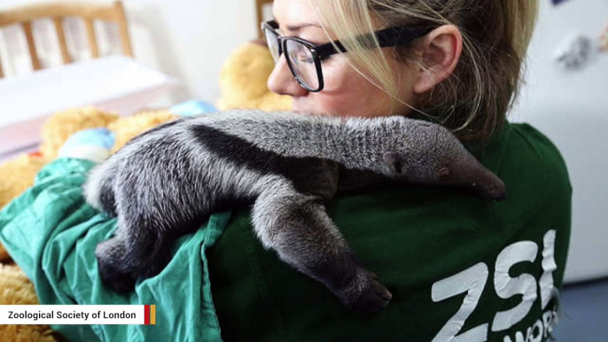 Teddy Bear Becomes Surrogate Mother To Rejected Baby Anteater