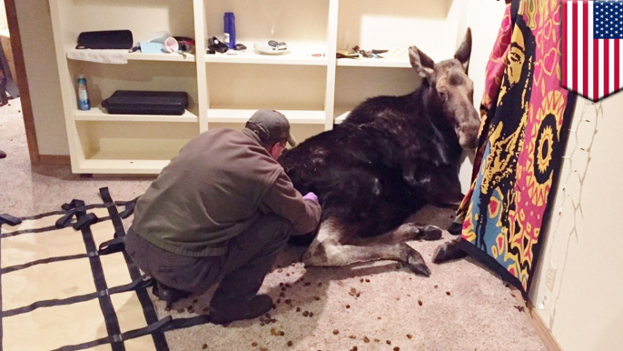 Unexpected animal friends: Moose poops everywhere after falling into Idaho family home - TomoNews