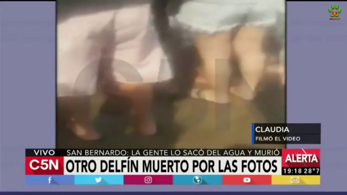 Bebé delfín muere al ser retirado del mar por turistas para tomarse selfies