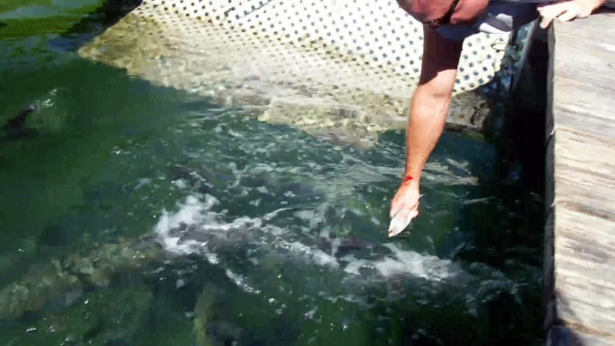 2nd attempt at feeding Tarpon