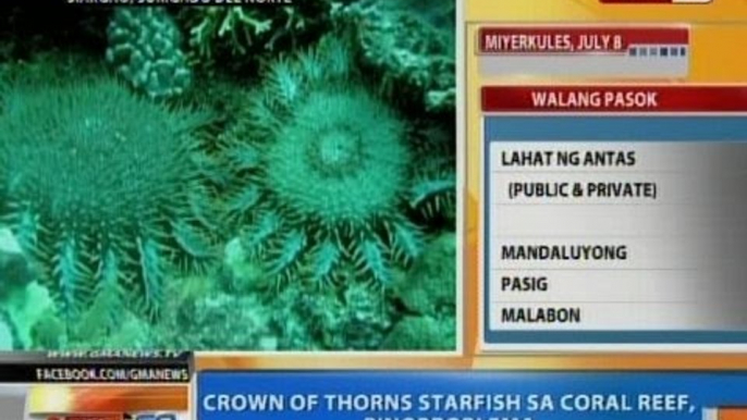 NTG: Crown of thorns starfish sa coral reef, pinoproblema sa Siargao