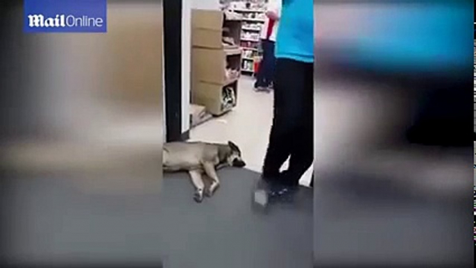 Very Lazy Dog. Самая ленивая собака