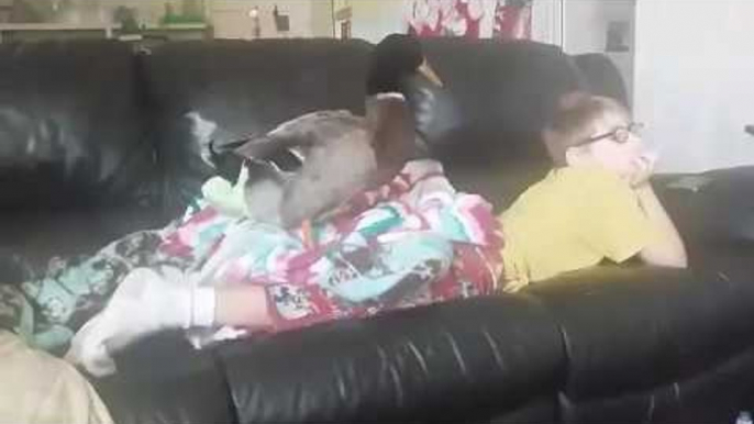 Boy Spends His Sunday Mornings Watching TV With His Pet Duck